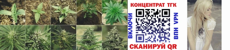 Купить где  Белая Калитва  ТГК концентрат 